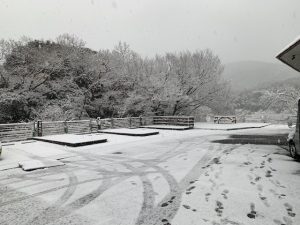 今年初の雪景色
